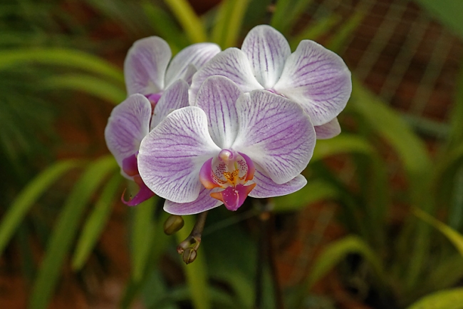 Kandy-Botanical garden-082